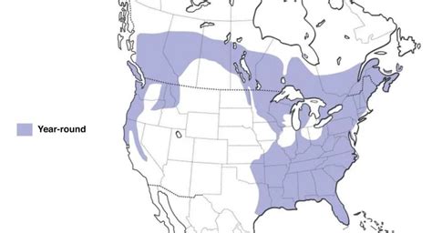 17 Types of Woodpeckers Found in the United States! (2022) - Bird ...