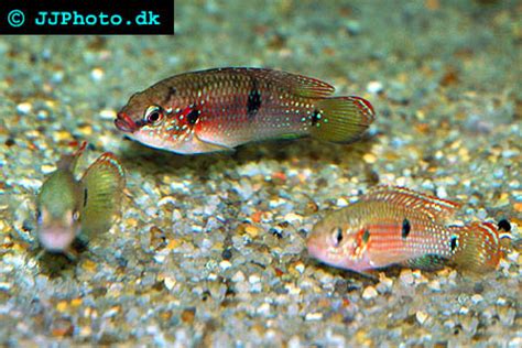 Red Jewel Cichlid – Hemichromis bimaculatus