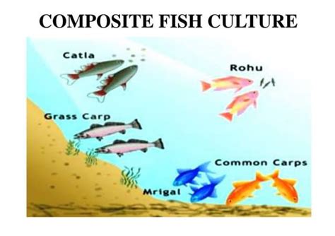 Composite fish culture ppt.pptx