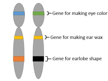 Allele Symbols