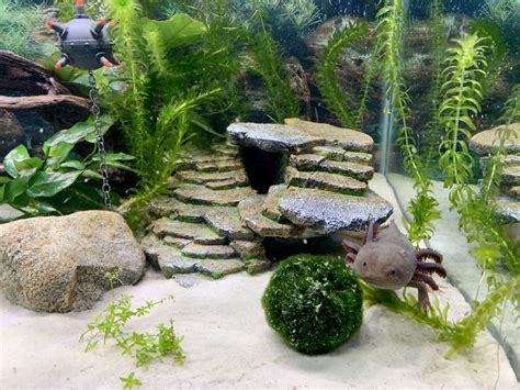 Cold-water Plants for Axolotl Tanks : r/axolotls