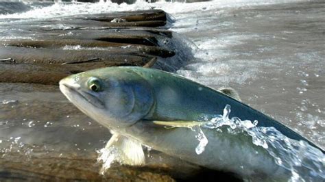 Pink salmon threatened by greenhouse gases and acidification in rivers | CBC News