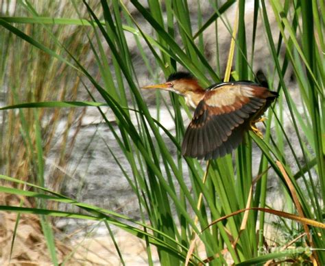 Least Bittern in flight Photograph by Myrna Bradshaw - Fine Art America