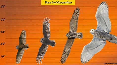 Barn Owl Size: How Big Are They Compared To Others?