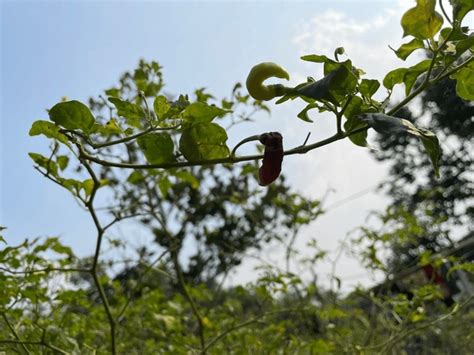 142 Chilli Crop Disease Royalty-Free Photos and Stock Images | Shutterstock