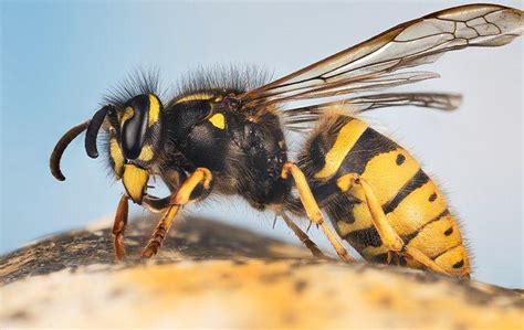 What To Do About Yellowjackets On Your Dallas Property