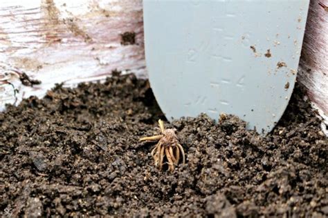 Planting Ranunculus Bulbs in the Spring | Scrappy Geek