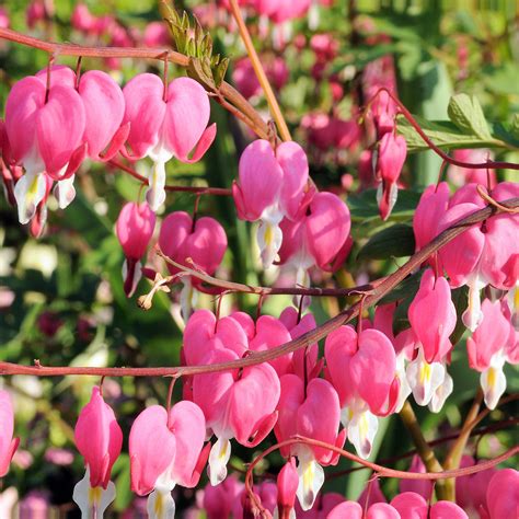 Buy Old Fashioned Bleeding Heart Plant | Dicentra Spectabilis – Easy To Grow Bulbs