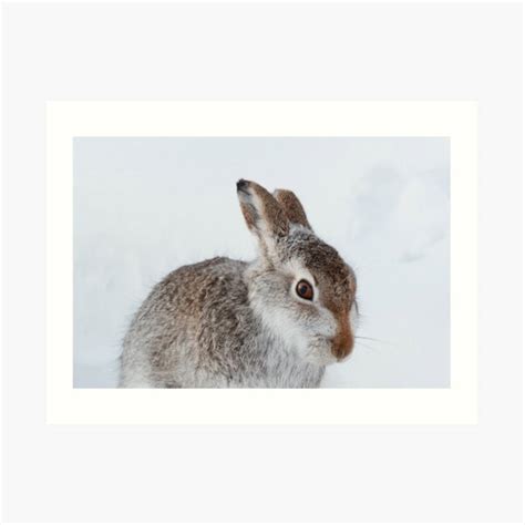 "Mountain hare on snow" Art Print for Sale by chanonry | Redbubble