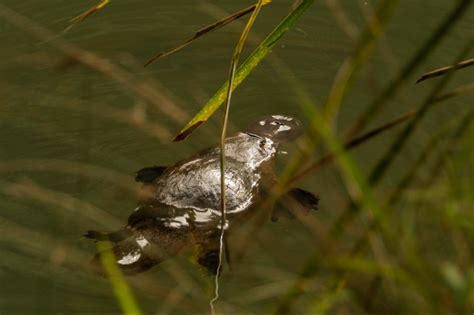 How to spot a platypus - Australian Conservation Foundation