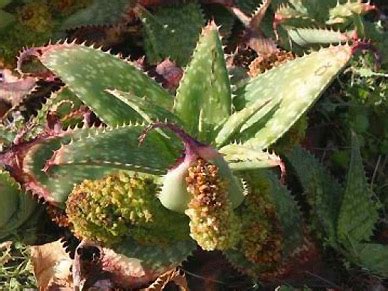 Aloe Pests and Diseases - Henry Shaw Cactus and Succulent Society