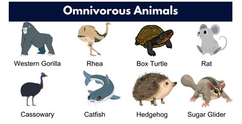 Omnivore Animals- Names, List and Examples