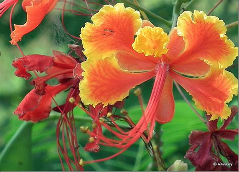 Fire Tree ( Delonix Regia) flower | Wallpaper Tadka