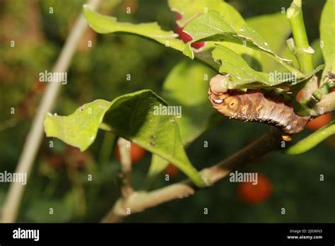 Caterpillars eat fresh leaves Stock Photo - Alamy