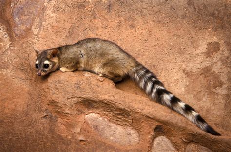 Ringtail Cats - Shattil/Rozinski Photography