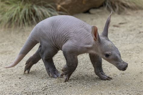 San Diego Zoo welcomes news aardvark birth after years