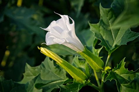 Datura Plants – How To Grow And Care For Datura Trumpet Flower