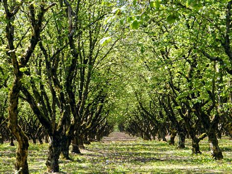 Canadian Hazelnut: Circle Farm Tour » Vancouver Blog Miss604