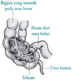 Struktur dan Fungsi Usus Besar Manusia