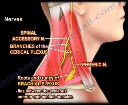 The Posterior Triangle of the Neck - Healthcare medicine neck nerve ...