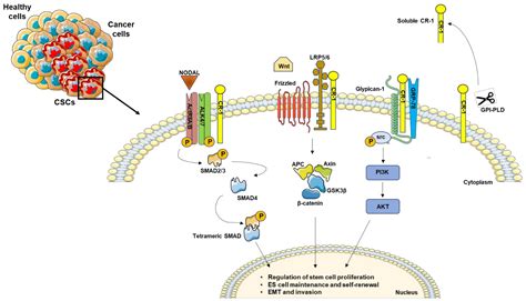 Nodal Proteins | Encyclopedia MDPI