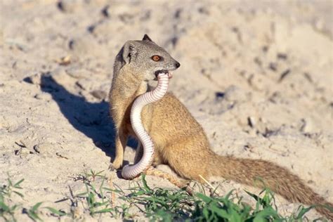 Mongoose, a snake's worst nightmare - Trinidad and Tobago Newsday