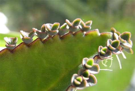 red de kalanchoes medicinales: Cultivo de Kalanchoes