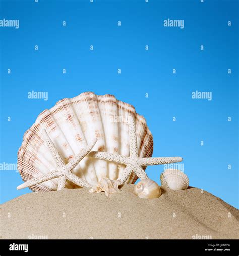 clam shell on the beach Stock Photo - Alamy