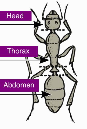 Ant Diagram For Kids