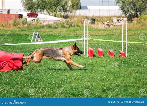 Dog in Agility Competition Set Up in Green Grassy Park Stock Image ...