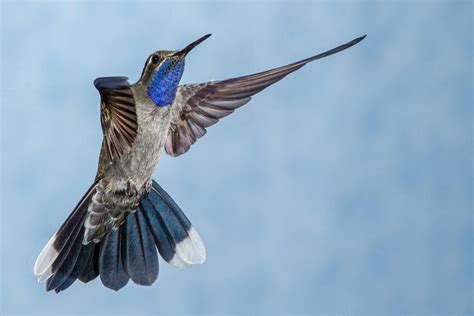 The 13 Types of Hummingbirds in Florida! (ID Guide + Photos)