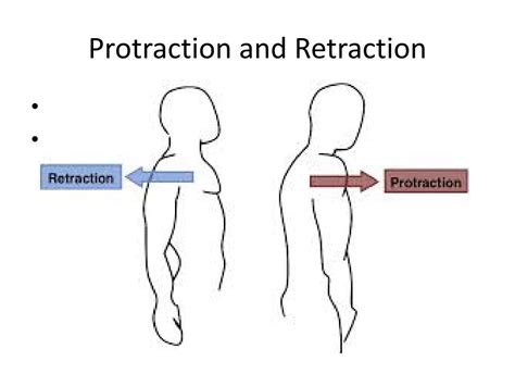 PPT - Anatomical Muscle Movements PowerPoint Presentation, free download - ID:2287787