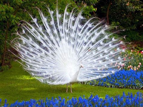 20 Beautiful Of White Peacocks, most beautiful peacock HD wallpaper | Pxfuel