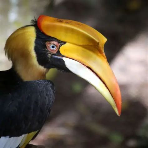 Great Hornbill - Facts, Diet, Habitat & Pictures on Animalia.bio