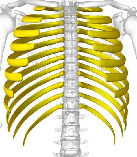 Que Son Las Costillas
