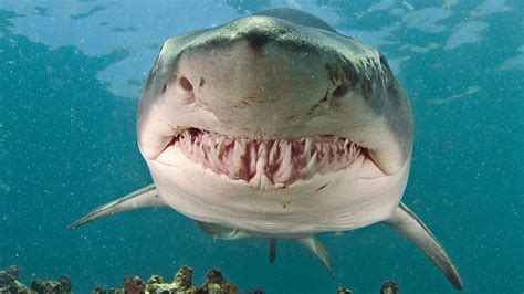 Micro Post: The Sand Tiger Shark |MyRokan