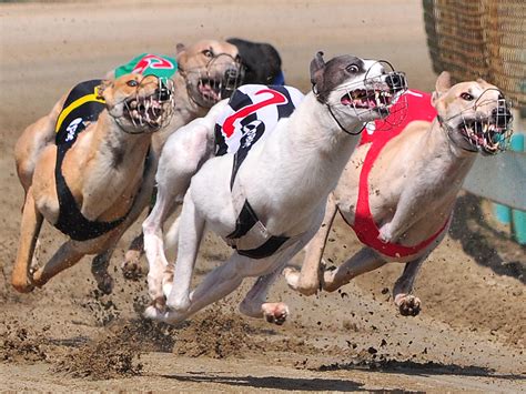 Southland Greyhounds Race 8 | 1st, PSNZ Canon Online Round 1… | Flickr