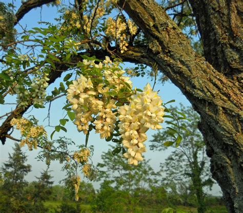 Honey bee forage: black locust - Honey Bee Suite