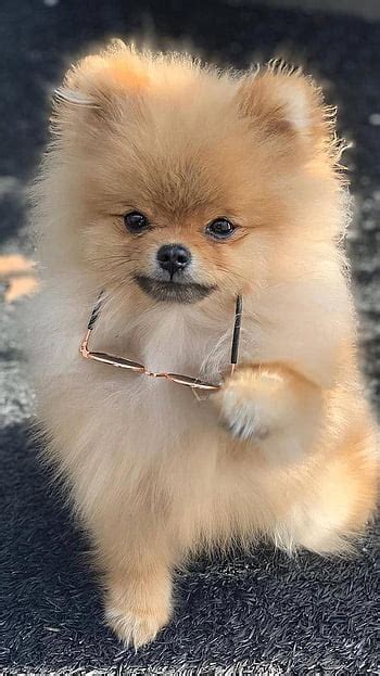 Cute Dog Images Hd Wallpapers - Infoupdate.org