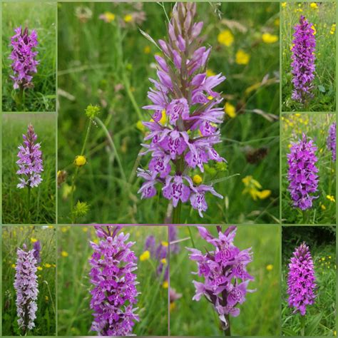 Common Wild Orchids Uk | Orchid Flowers