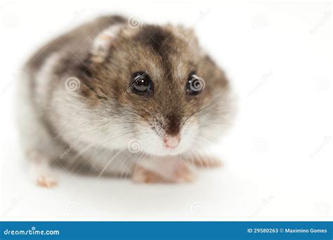 A Hamster Gray Stock Photos - Image: 29580263