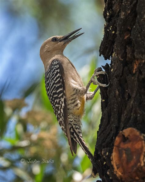 Gila Woodpecker 20190619_3194 | A Gila Woodpecker foraging o… | Flickr