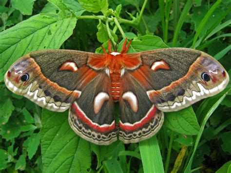 Cecropia Moth - Hyalophora cecropia - BugGuide.Net