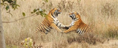 Kanha National Park, Kanha National Park Safari