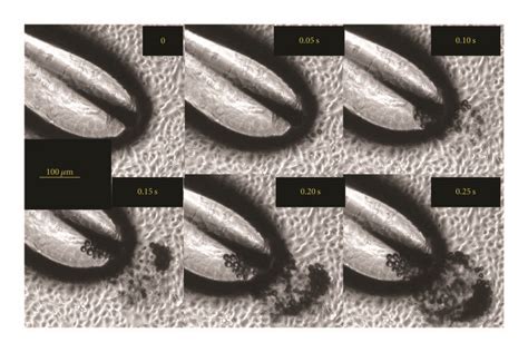 Bubbles generated in separate experiments: (a) the bubbles with ...