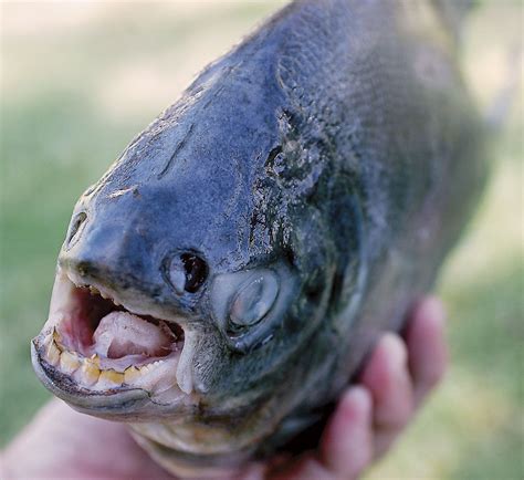 The Interesting Story Of A Rare Fish With Powerful Human-Like Teeth