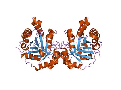 Triose-Phosphate Isomerase; Phosphotriose Isomerase; Triosephosphate ...