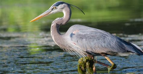 Heron Bird Facts | Incredible Facts, Pictures | AZ Animals