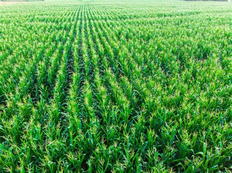 Aerial View of Corn Field Top View. Stock Photo - Image of field, summer: 217923148