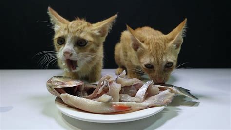 34 Top Pictures Can Cats Eat Raw Parsley - Can cats eat shrimp, is it ...